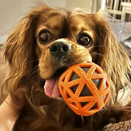 Cavalier King Charles Spaniel Puppies from Boyd Cavalier Puppies