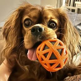 Cavalier King Charles Spaniel Puppies from Boyd Cavalier Puppies