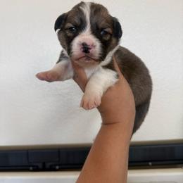 Comet - White and red male Pembroke Welsh Corgi puppy in Red Bluff, California from Wilder Ranch Corgis
