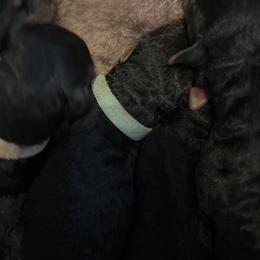 Aqua - Black and tan female Airedale Terrier puppy in Huntersville, North Carolina from Cool Hand Luke Kennels