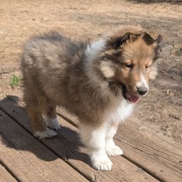 Shetland Sheepdog Puppies from Arrowwood Acres