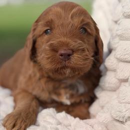 Ruphus - Caramel red male Australian Labradoodle puppy in Waco, Texas from RainPuddle's Labradoodles