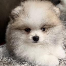 MARCO AKC - Cream sable parti male Pomeranian puppy in Pavilion, New York from Calverton Pomeranians