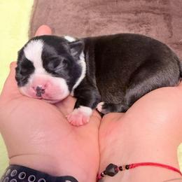 Black - Black and white male Boston Terrier puppy in Hialeah, Florida from K&N Boston Paws