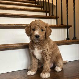 Bridget - Red  female Goldendoodle puppy in New Waverly, Texas from C.P. Puppy Buddies