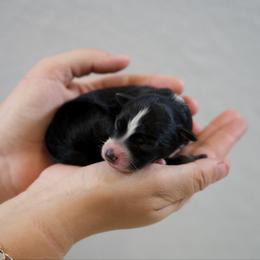 Hannah - Black tri-color female Australian Shepherd puppy in Bertram, Texas from Ashley’s Australian Shepherds