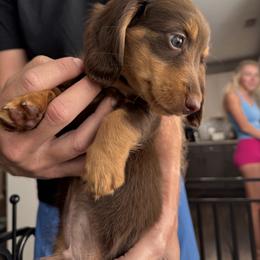 Dachshund Puppies from Bigony Family Dachshund’s