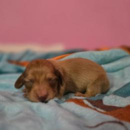 Jasper - Cream male Dachshund puppy in Windom, Minnesota from Aster Creek Dachshunds & Australian Shepherds