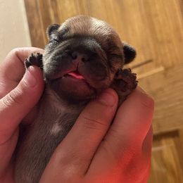 French Bulldog Puppies from Beloved Frenchies