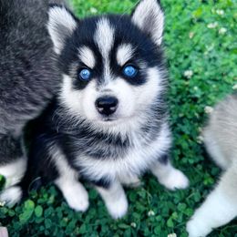 Girl 1 - female Pomsky puppy in Bolton, Connecticut from Elle Pomsky