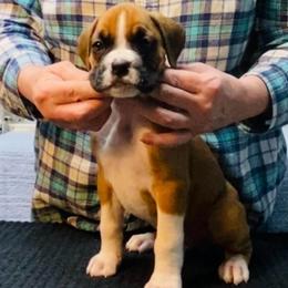 Yellow - Fawn male Boxer puppy in Butler, Pennsylvania from Schaible's Boxer Huddle