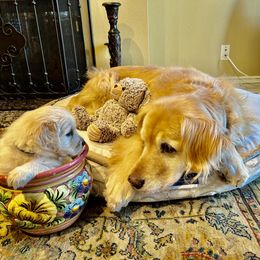 Golden Retriever Puppies from Brody's Golden Retriever Puppies