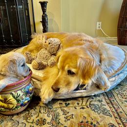 Golden Retriever Puppies from Brody's Golden Retriever Puppies