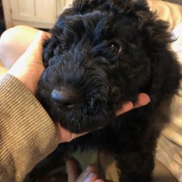 Labradoodle Puppies from Hippie Hollow Doodles