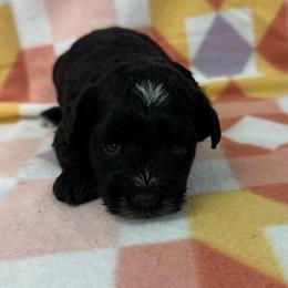 Jersey - Light Pink - white - Black female Miniature Schnauzer puppy in Oneonta, Alabama from Murphree Valley Kennels