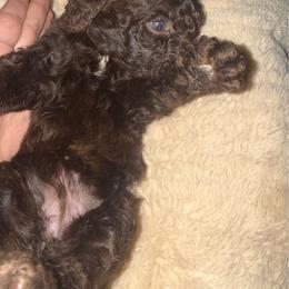 Puppy 4 - Brown male Poodle puppy in Rialto, California from Boston & Sky