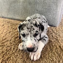 Bruce - Merle male Great Dane puppy in Littleton, Colorado from Denver Danes