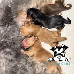 Girl 2 - Wheaten female Miniature Schnauzer puppy in Kaufman, Texas from KK’s Krazy Kennels