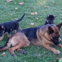 German Shepherd Puppies from Wind Dancer Kennels