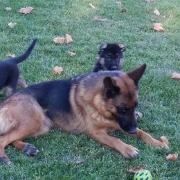 German Shepherd Puppies from Wind Dancer Kennels