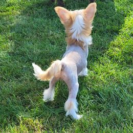 Chinese Crested Puppies from Zion"s Chinese Cresteds