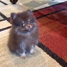 Bruno - Chocolate and tan male Pomeranian puppy in Corpus Christi, Texas from Crown Rose Pomeranians