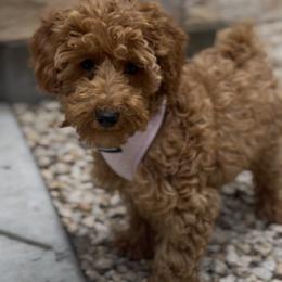 Honey - Poodle