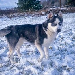 Capri 🏖️ - Pomsky
