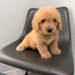 Boy 2 - Apricot male Goldendoodle puppy in Spring Hill, Florida from Ohana Doodles