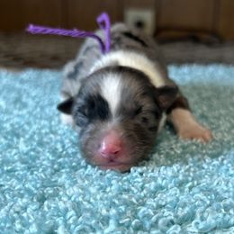 Girl 1 - Blue merle Australian Shepherd puppy in Elizabeth City, North Carolina from Tk’s Kennels