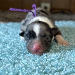 Girl 1 - Blue merle Australian Shepherd puppy in Elizabeth City, North Carolina from Tk’s Kennels