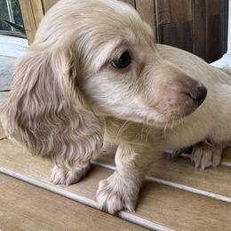 Holden - Cream male Dachshund puppy in Bentonville, Arkansas from Boujee Buns Dachshunds
