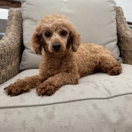 Archie - Poodle