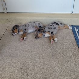 Toy Australian Shepherd Puppies from Beasley Acres Aussies