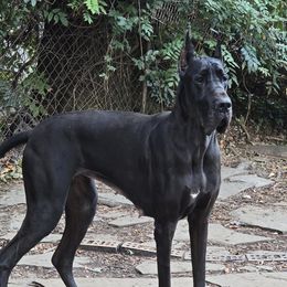 Shakira - Great Dane