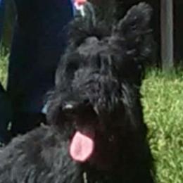 Bonnie - Scottish Terrier