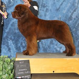 Newfoundlands from Faithful Acres Newfs