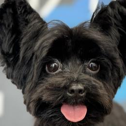 Yorkshire Terriers from Dream Yorkies