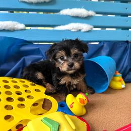 Bam Bam - Black and tan male Yorkshire Terrier puppy in Killen, Alabama from Yorkie Oodle Doodle
