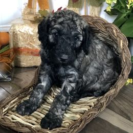 Old English Sheepdog, Poodle, and Sheepadoodle Puppies from Mountain Peak Doodles