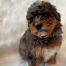 Rachel - Blue merle female Aussiedoodle puppy in Orleans, Indiana from Mae Blossom Puppies