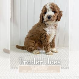 Trader Joe's - Red  male Goldendoodle puppy in Newcastle, Oklahoma from Ritzy Creek Doodles