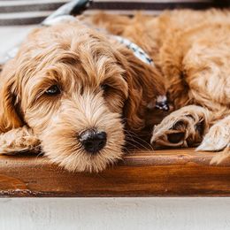 Goldendoodle Puppies from Deer Valley Doodles