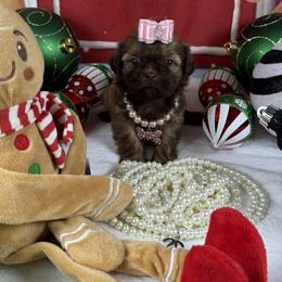 Lexus - Liver female Shih Tzu puppy in Columbia, Kentucky from Lisa Bandy Shih Tzu
