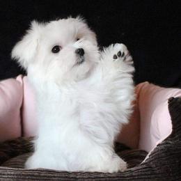 Maltese Puppies from Leona's Maltese