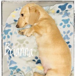 Brianna - Dachshund