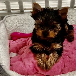Yorkshire Terrier Puppies from Forget Me Knot Yorkies