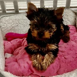 Yorkshire Terrier Puppies from Forget Me Knot Yorkies