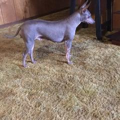 American Hairless Terrier All Grown Up from Esomé Kennels