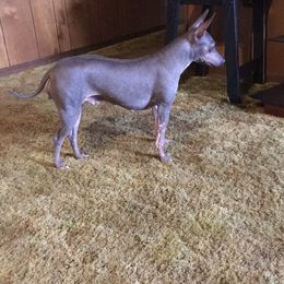 American Hairless Terrier All Grown Up from Esomé Kennels